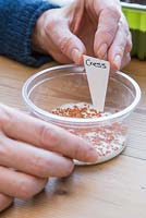 Adding plant label for Cress 'Fine Curled'