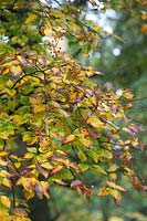 Sorbus Zahlbruckneri