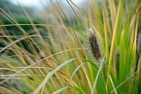 Ornamental grass with seedhead