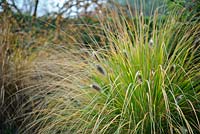 Ornamental grass 