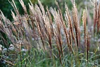 Miscanthus 'Krater'