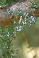 Mealybugs Maconellicoccus hirsutus, on larch - Larix