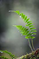 Polypodium vulgare - Common Polypody fern