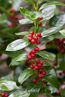 Ilex cornuta 'Kingsville' - January 