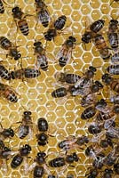 Honey bee workers on empty comb - Apis mellifera, Sussex, UK