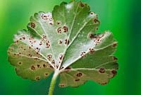 Pelargonium rust on pelargonium leaves, caused by the fungus Puccinia pelargonii-zonalis.