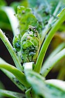 Mealy cabbage aphid - Brevicoryne brassicae on brussels sprouts