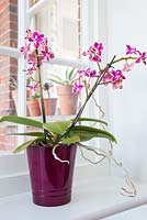 Phalaenopsis - Moth Orchid