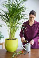 Woman adding plant feed to watering can. Areca Lutescens - Butterfly Palm