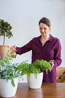 Woman misting Adiantum - Maidenhair fern. Phlebodium aureum 'Blue Star'