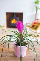 Tillandsia cyanea with view to fireplace