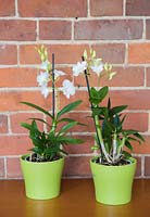 Orchid Dendrobiums against red brick wall