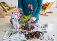 Firming Orchid into pot