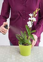 Misting Orchid Dendrobium with special solution.