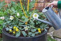 Winter container of Sophora japonica 'Flaviramea', Winter Aconite - Eranthis cilicia and Helleborus niger. Watering newly planted container