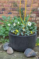 Winter container of Sophora japonica 'Flaviramea', Winter Aconite - Eranthis cilicia and Helleborus niger.