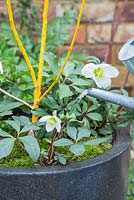 Winter container of Sophora japonica 'Flaviramea' and Helleborus niger. Watering