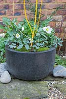 Winter container of Sophora japonica 'Flaviramea' and Helleborus niger, underplanted with moss.