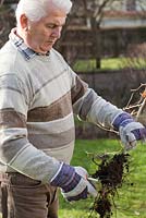 Planting beech hedge. Man preparing plant with secateurs cutting damaged and unneeded parts of the roots. Bare rooted beech plants. 