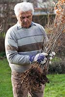 Man planting beech hedge. Bare rooted beech plants.