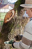 Treating fungus on a cherry tree. Treating the tree with fungicidal coating. Step by step.