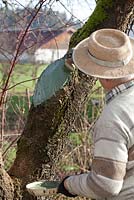 Treating fungus on a cherry tree. Treating the tree with fungicidal coating.