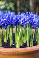 Iris 'Harmony' in bloom