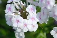 Phlox maculata 'Omega'