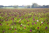Fritillaries in the North Meadow, Cricklade, Gloucestershire. Fritillaria meleagris