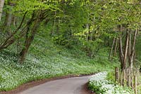 Allium ursinum - Wild Garlic growing beside a lane in Gloucestershire. Ramsons. 