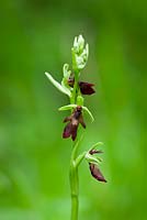 Ophrys insectifera - Fly Orchid. 