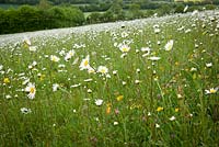 Field of Ox eye daisies.  Leucanthemum vulgare