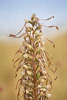 Himantoglossum hircinum - Lizard Orchid. 
