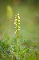 Herminium monorchis - Musk Orchid. 