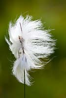 Eriophorum angustifolium - Bog Cotton, Common Cotton Grass. 