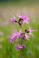 Lychnis flos-cuculi - Ragged robin. 