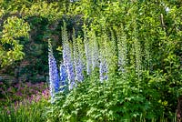 Delphiniums in the Walled Garden, Highgrove July 2013. 