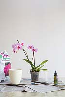 Tools and equipment on table required to care for pink Phalaenopsis - Moth Orchid 