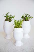 Display of Cress planted in egg shells, resting in egg cups