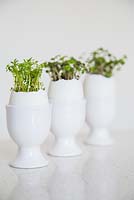 Display of Cress planted in egg shells, resting in egg cups
