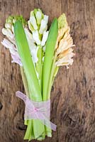 Variety of Hyacinths wrapped in ribbon