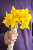 Woman holding bunch of Daffodils wrapped in music sheet paper