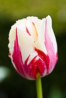 Tulipa 'World Expression' 5