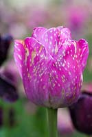 Botrytis blight - Tulipa - tulip fire