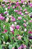 Botrytis blight - Tulipa - tulip fire