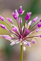 Allium jesdianum