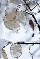 Lunaria annua - Honesty seed head with snow and ice