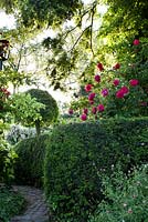 Rosa 'Madame Isaac Pereire'. Yew hedging. Salvia microphylla 'Hot Lips'.