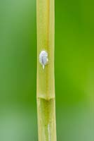 Mealy bug on plant stem