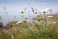 Daucus carota - Wild Carrot - also called Queen Anne's Lace, Bishop's Lace - on the cliffs at The Lizard peninsula, Cornwall. 